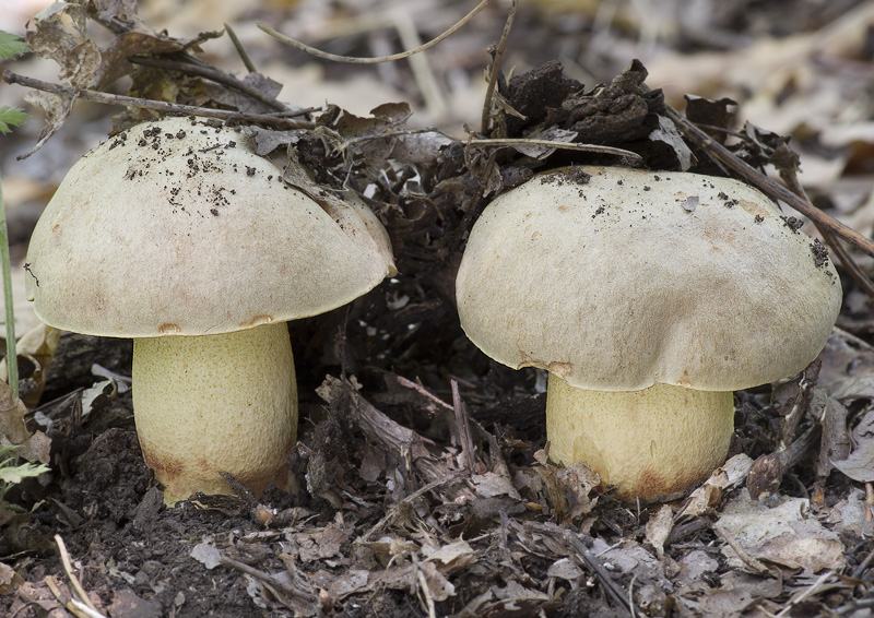 Hemileccinum impolitum